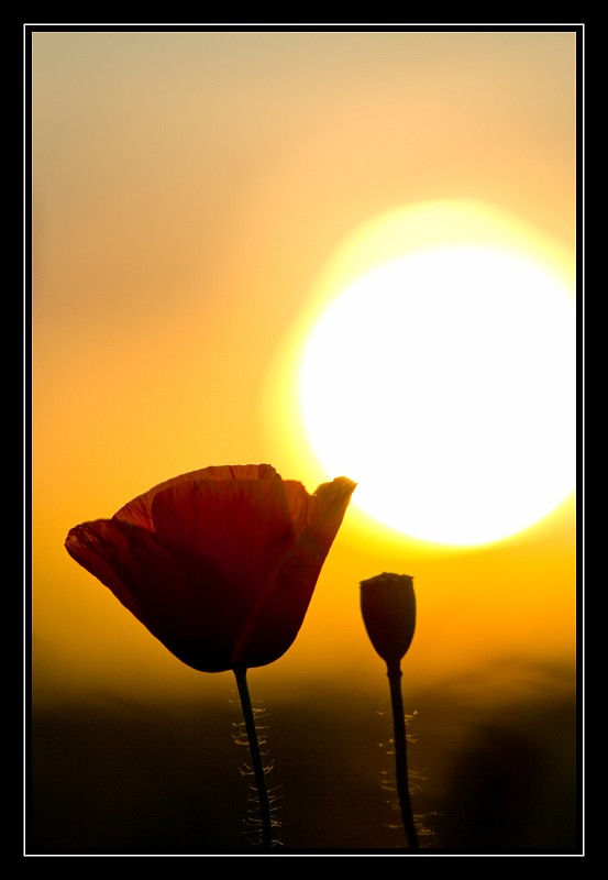 Poppy Sunset, Germany.jpg